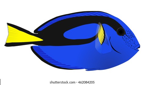 Blue tang dory fish side view