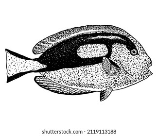 Blue tang fish illustration, drawing, Engraving, ink, Line art, vector