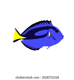 Blue tang fish, Paracantrus hepatus is a small fish that lives in coral reefs. They can be found in Indo-Pasific ocean. It also famous because of animated film about it.