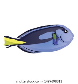 Blue Tang Fish Vector Illustration Isolated On White Background