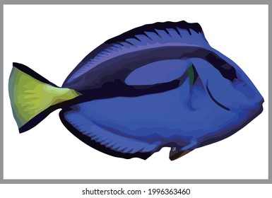 Blue tang fish with a white background