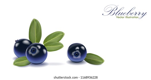 Blue tasty blueberry set with leaf on isolated white background. Blueberries for juice, pudding, smoothie, sauce, ads. 3d realistic icon package design. Vector EPS 10