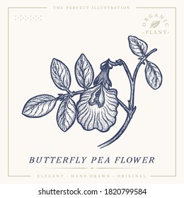 Blue Tea botanical vintage retro illustration. Butterfly pea flower