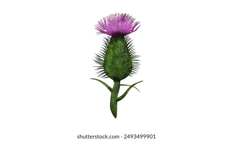 Blue thistle, flat color illustration