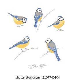 Blue Tit Bird Hand Drawn Vector Illustration Set Isolated On White. Vintage Curiosity Cabinet Aesthetic Print.