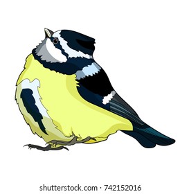 blue tit  plump bird, looking up vector illustration