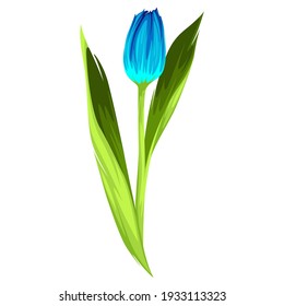 Blue Tulip Flower Vector isolated on White Background