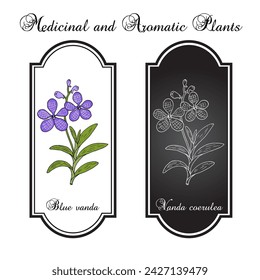 Blue vanda or autumn ladys tresses (Vanda coerulea), medicinal plant. Hand drawn botanical vector illustration