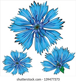 blue vector cornflower flowers isolated on white background
