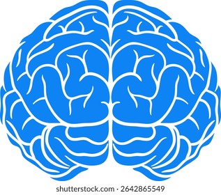 Blue vector illustration of human brain hemispheres. Simple design for medical and educational use neuroscience graphic showing left and right brain.