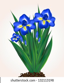 Blue vector iris