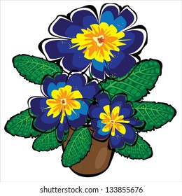 blue vector potted primrose flowers isolated on white background