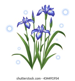 blue violet iris ayame flower illustration vector