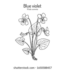 Blue Violet (Viola Sororia), Medicinal Plant, Illinois, Rhode Island, New Jersey, And Wisconsin State Flower. Hand Drawn Botanical Vector Illustration