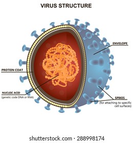 Blue virus cells or bacteria on white background. Isolated vector illustration with description.