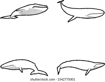 Blue Whale Animal Vector Illustration Hand Drawn Cartoon Art