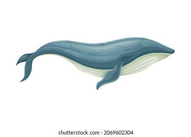 Blue Whale as Aquatic Placental Marine Mammal with Flippers and Large Tail Fin Closeup Vector Illustration