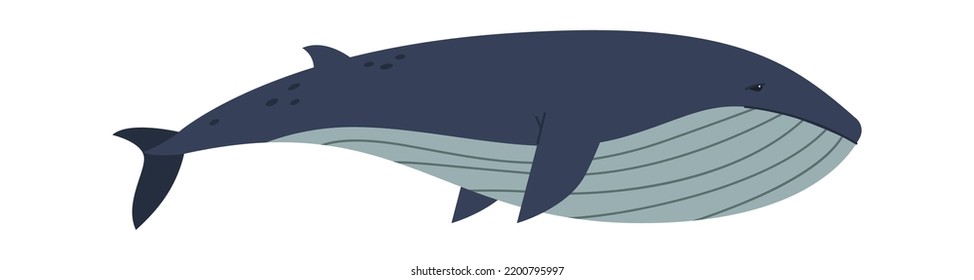 Blue whale Arctic Wildlife Animal. Vector illustration