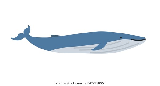 Blue whale (Balaenoptera musculus) cartoon clipart. Cute blue whale vector illustration. Animal in flat style. Sea animals concept isolated on white background