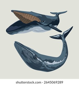 BLUE WHALE (Balaenoptera musculus). Marine mammal illustration collection (vector illustration)