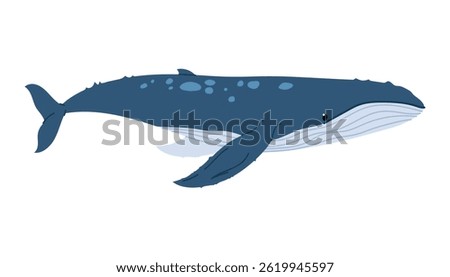 Blue whale. Big oceanic fish. Aquatic animal. Ocean mammal. Underwater world. Whale Isolated on a white background.