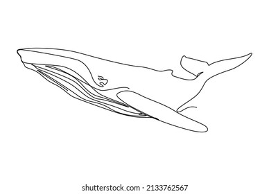 Blue whale the biggest animal ever line art.