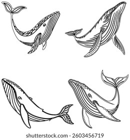 blue whale bundle line art and illustrator eps 10