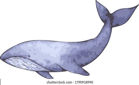 blue whale cachalot scetch 
vector watercolor illustration 