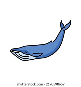 Blue whale color line illustration. Marine mammals.