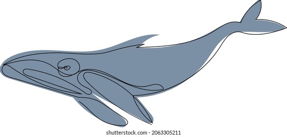 blue whale continuous line vector, isolated