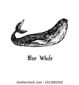 Blue whale drawing, vintage engraved illustration style, hand drawn doodle, sketch, vector with inscription