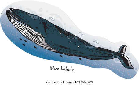 Blue Whale Endangered Animals Vector Illustration
