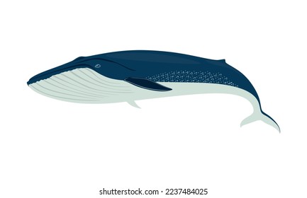 Blue whale in flat style. Biggest mammal. Humpback Blue whale illustration isolated on white background. vector illustration