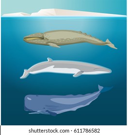 Blue whale gray whale pot whale arctic background