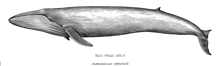 Blue whale hand draw illustration vintage engraving style black and white clip art isolated on white background