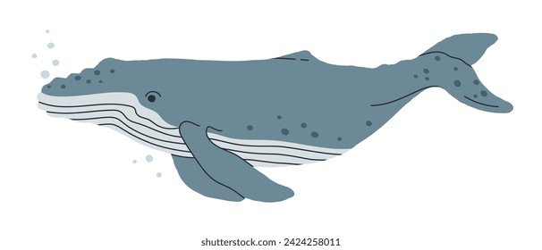 Ballena azul. Dibujado a mano animal mamífero submarino, ballena salvaje, criatura acuática gigantesca nadar en el océano ilustración vectorial plana. Lindo ballena azul en blanco