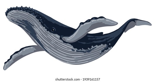 Blue whale hand drawn vector illustration. Ocean mammal animal. Beautiful underwater fauna. Volumetric drawing isolated on white background. Single clipart for design print, sticker, decor, card, logo