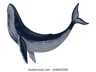 Blue whale hand drawn vector illustration. Ocean mammal animal. Beautiful underwater fauna. Volumetric drawing isolated on white background. Single clipart for design print, sticker, decor, card, logo
