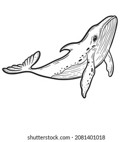 Blue whale, Hand drawn vector illustration.