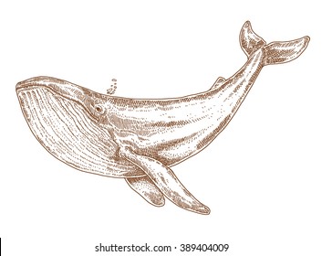 Blue whale, Hand drawn vector illustration.