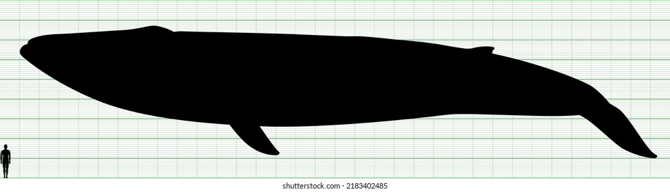 Tabla de comparación de ballenas azules y tamaño humano