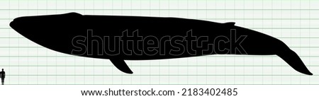 Blue whale and human size comparison chart