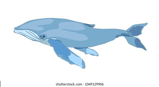 blue whale isolated on white backgrount. vector illustration