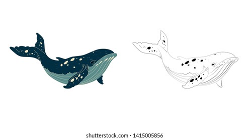 Blue whale isolated on white background. Linear hand drawing coloring silouette . Vector illustration