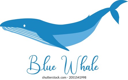 Blue whale isolated on white background with text  Vector illustration
