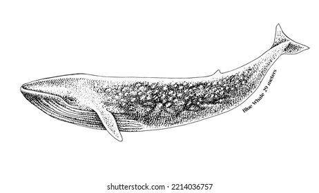 Blue Whale Isolated On White Background