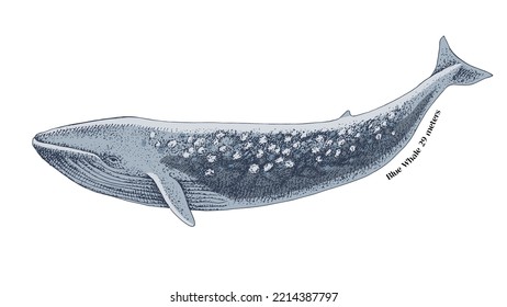 Blue Whale Isolated On White Background