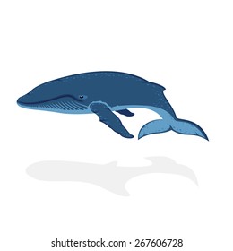 Blue whale isolated on white background, illustration.