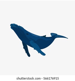 Blue Whale isolated on white background. vector stock illustration