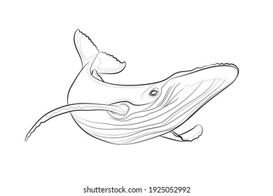 The Blue Whale. Line Drawing. Black And White Illustration. Vector.